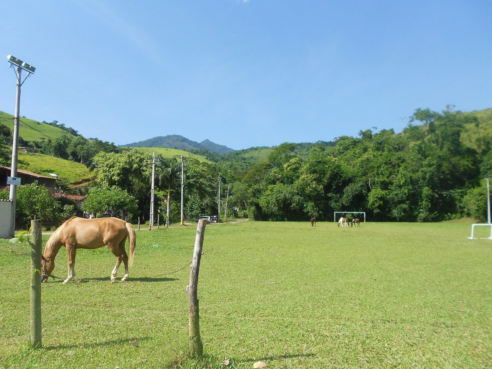 A horse grazing in a green mountain pasture — a quiet echo of the mule era, when animals were the only engines these mountains had.