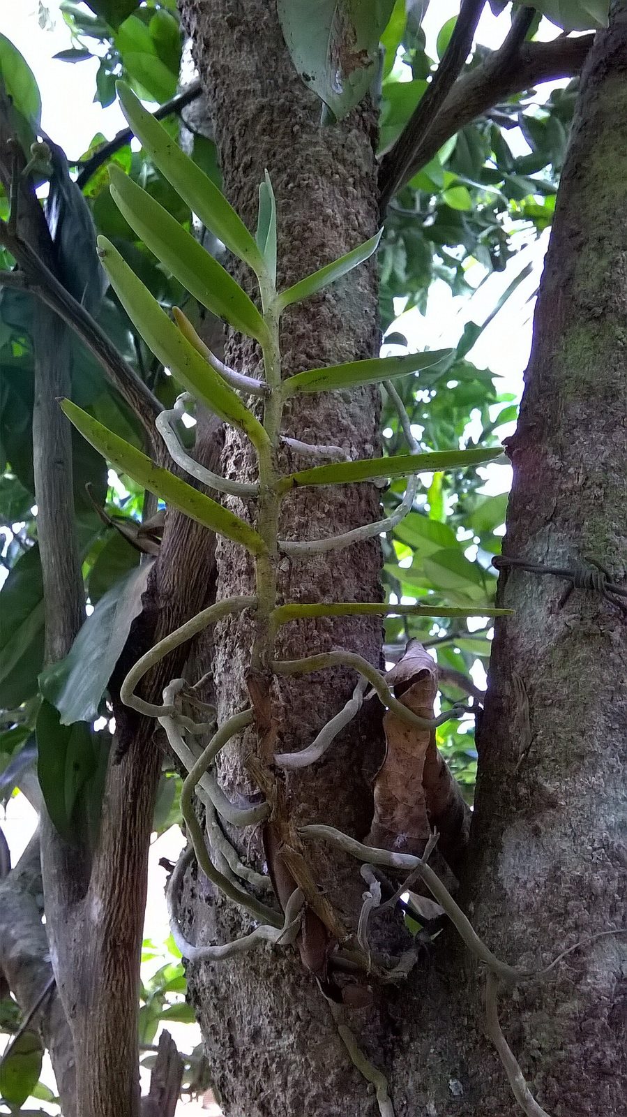 Bromeliads and other epiphytes crowd a single trunk; each rosette is a small tank that can hold rainwater, insects, and frogs.
