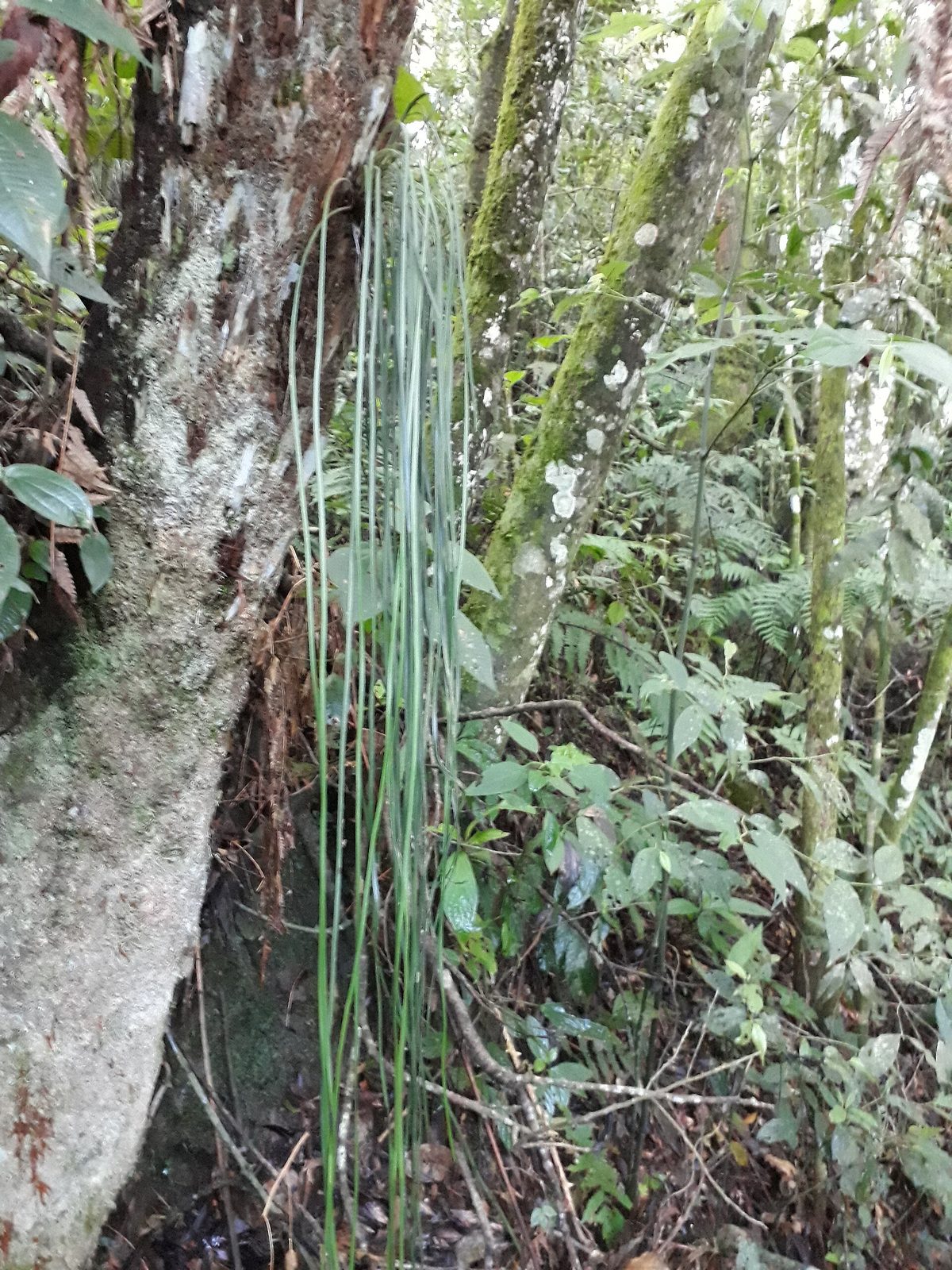 The layered understory, where young trees, palms, and the ropes of climbing lianas fill the green half-light beneath the canopy.