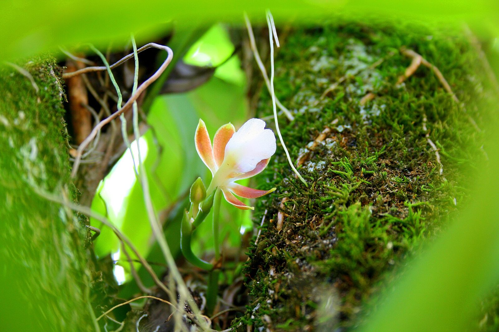 A single small flower on the mossy floor, the kind of detail that rewards walking slowly and looking down as often as up.