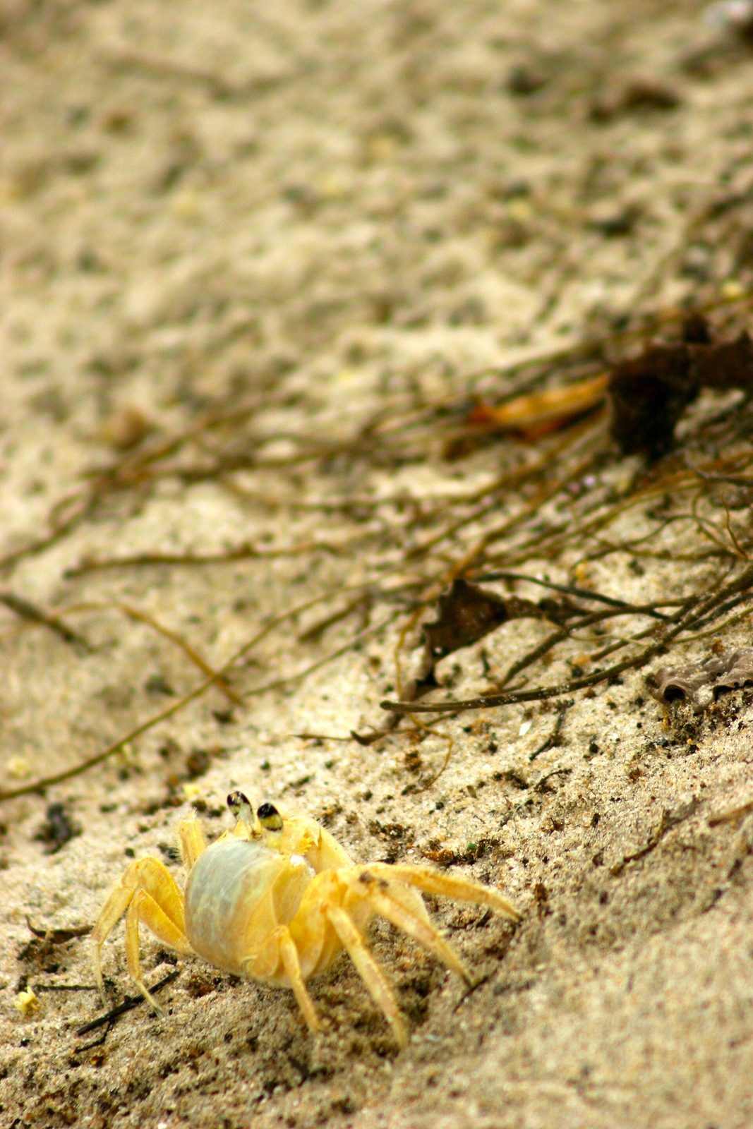A small crab on the wet sand at the tideline — the easily missed life that fills a wild beach for anyone who slows down to look.