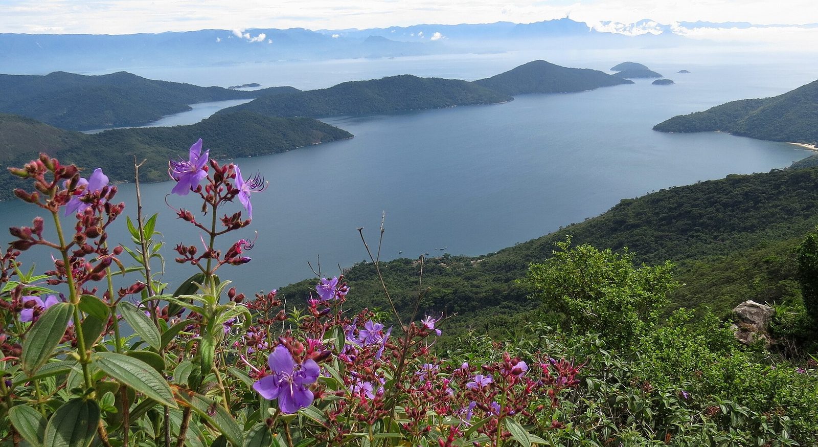The view from high on the peak, wildflowers in the foreground and the whole length of the fjord winding back between the mountains below.