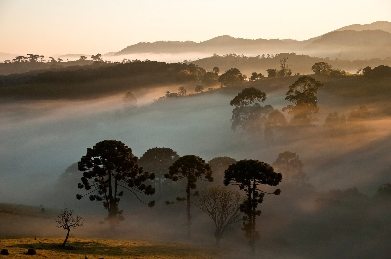 Sunrise with Paraná Araucarias ( Araucaria angustifolia ) as seen at the Serra da Bocaina National Park , Brazil .