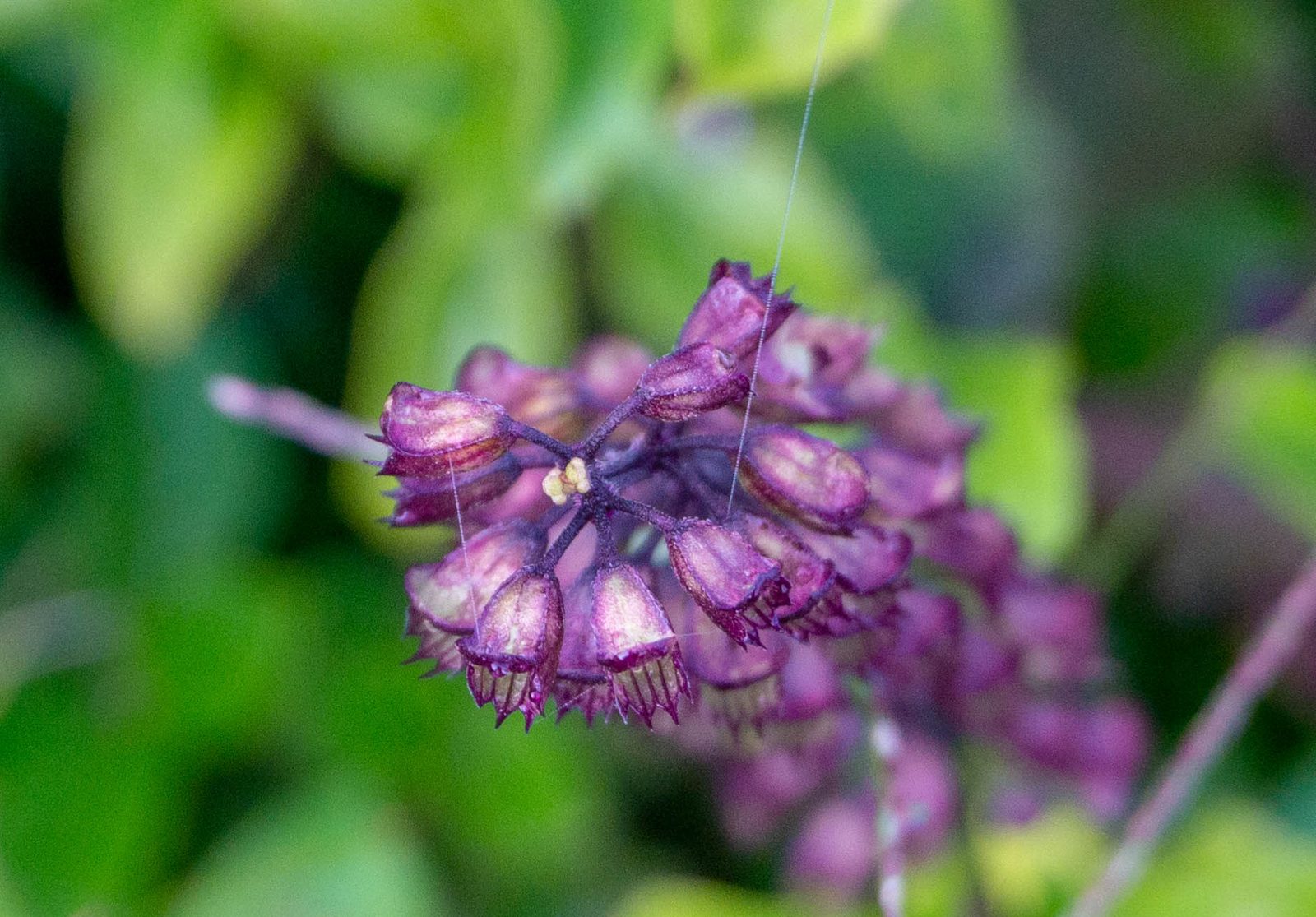 A wild orchid in the cloud forest, one of many epiphytes that ride the branches where the mist sits longest.