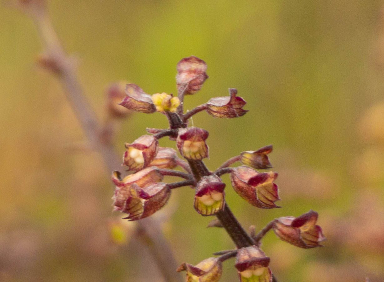 A small flowering plant of the high country, adapted to cold, wind, and thin mountain soil.