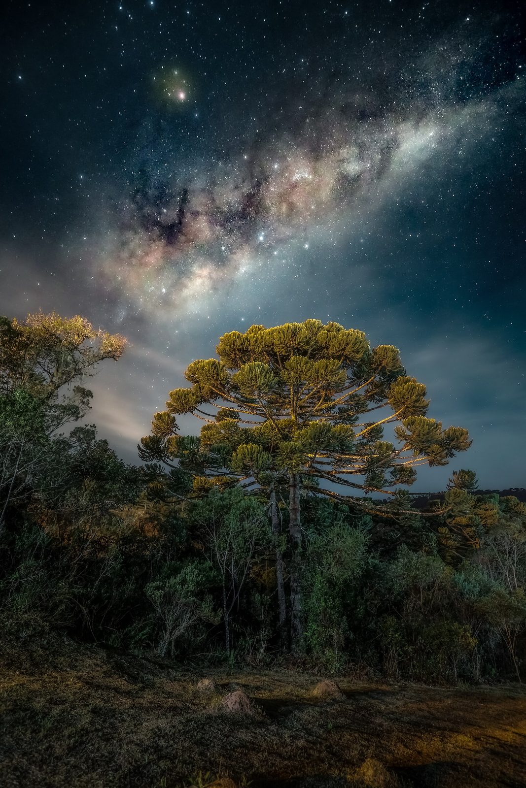 Foto de uma araucária, árvore ameaçada de extinção no Brasil com o núcleo da Via Láctea sobre a árvore.