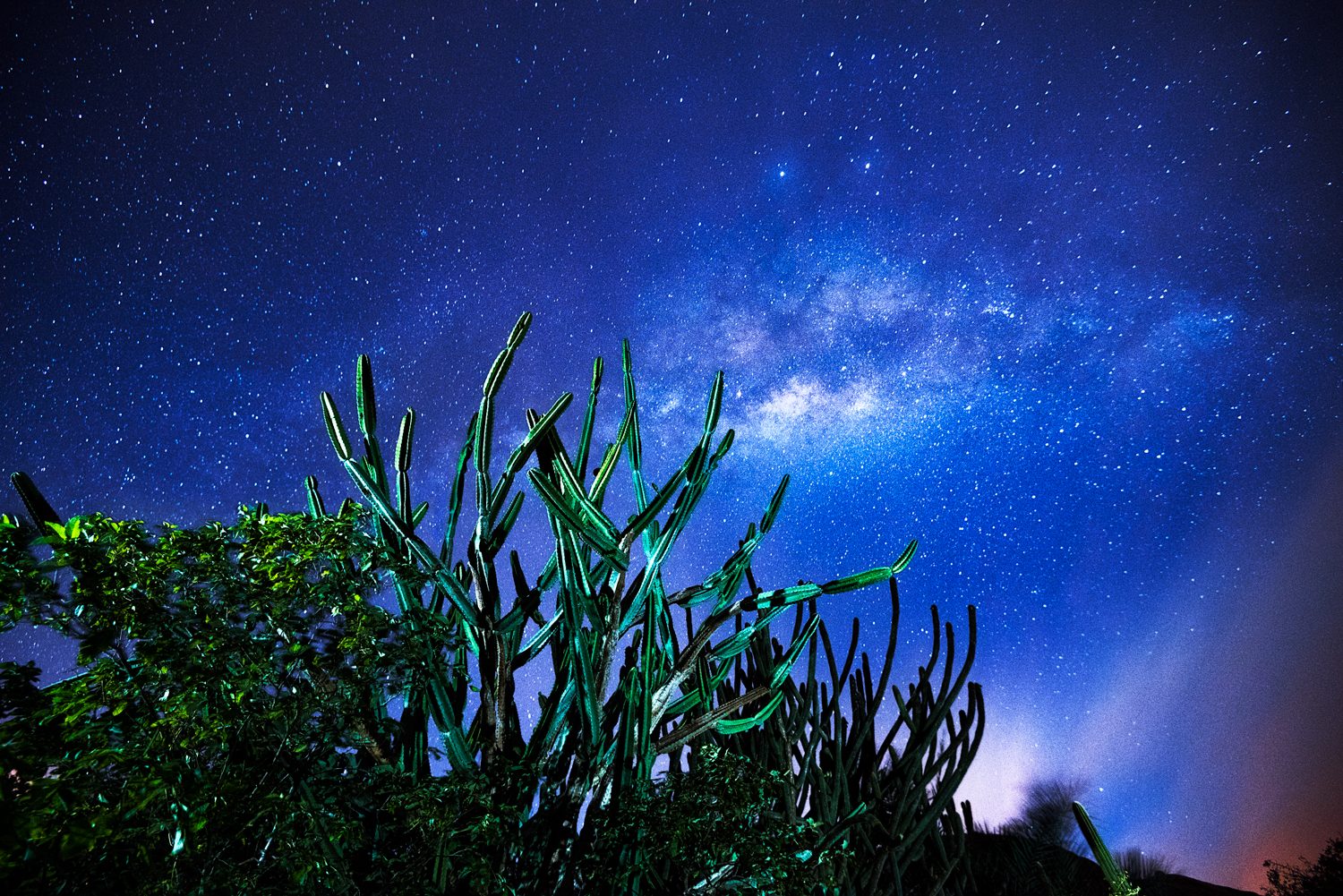 The forest horizon goes black and the sky fills in — from a dark site the stars arrive by the thousand, far more than any city dweller expects.