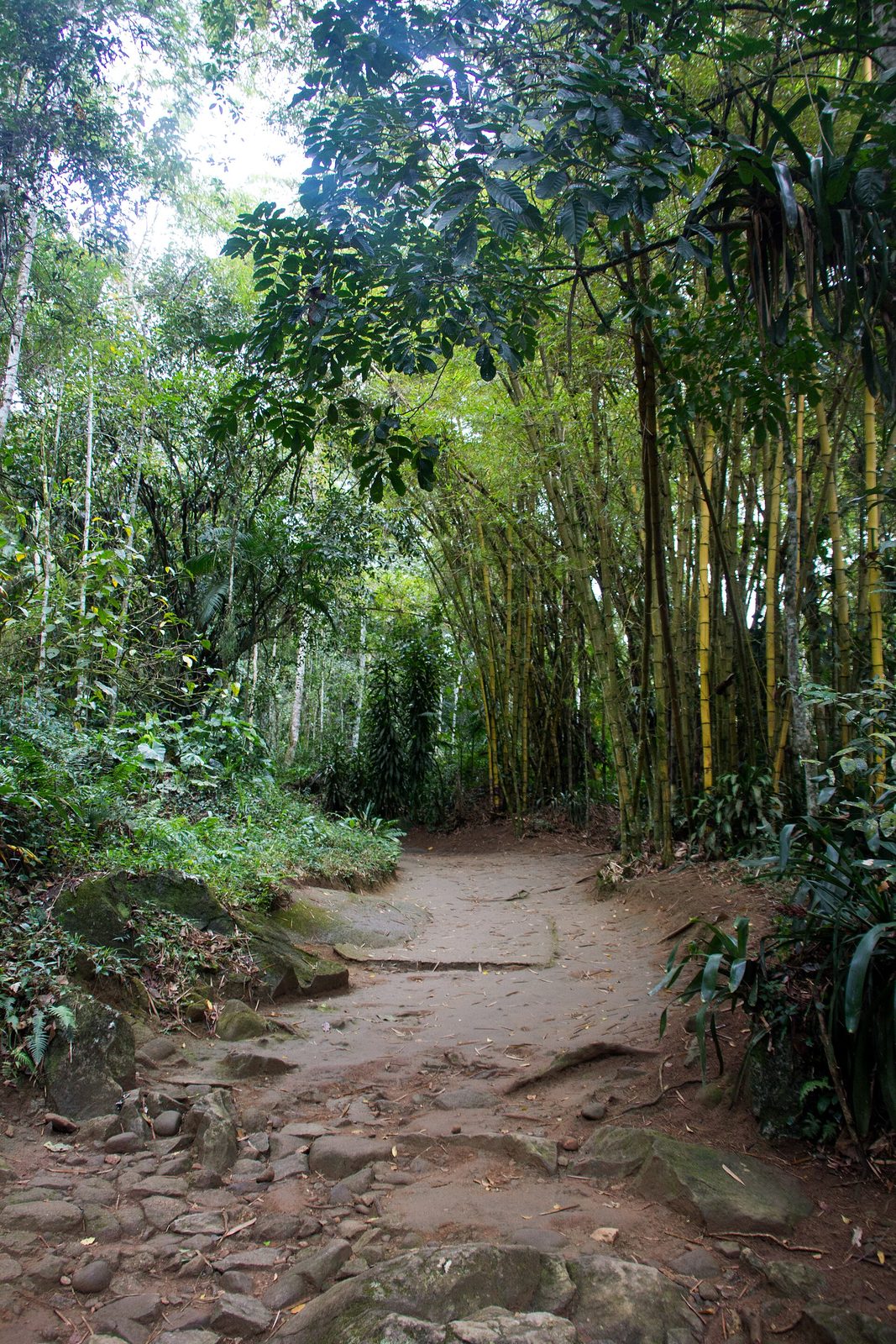 A forest trail lined with bamboo on the approach to a fall; the kind of hour-long walk that trades a little effort for a quieter pool.
