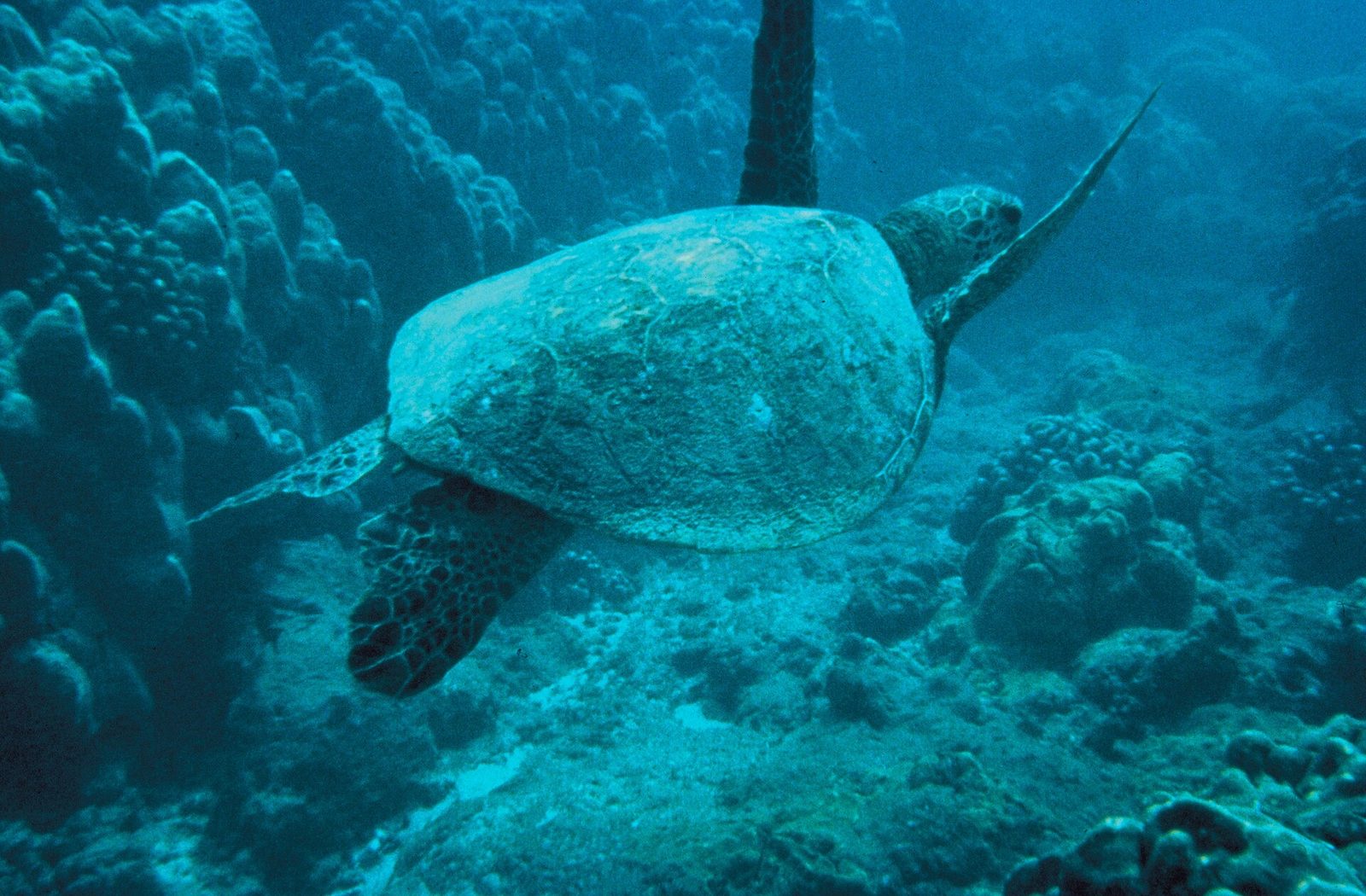 Green sea Turtle ( Chelonia mydas )