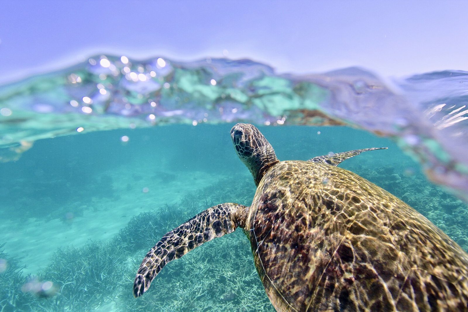 A green sea turtle gliding over a rocky reef in clear coastal water.