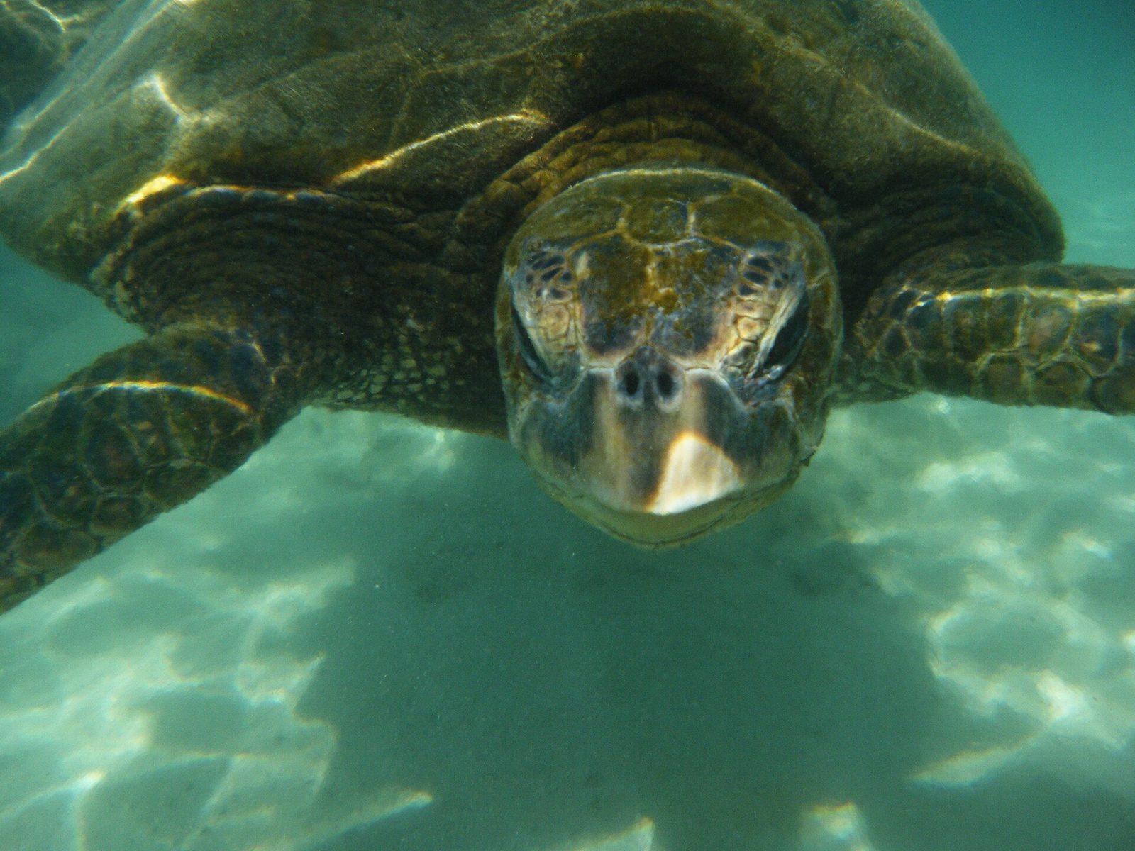 A green sea turtle rising to the surface to take a breath.