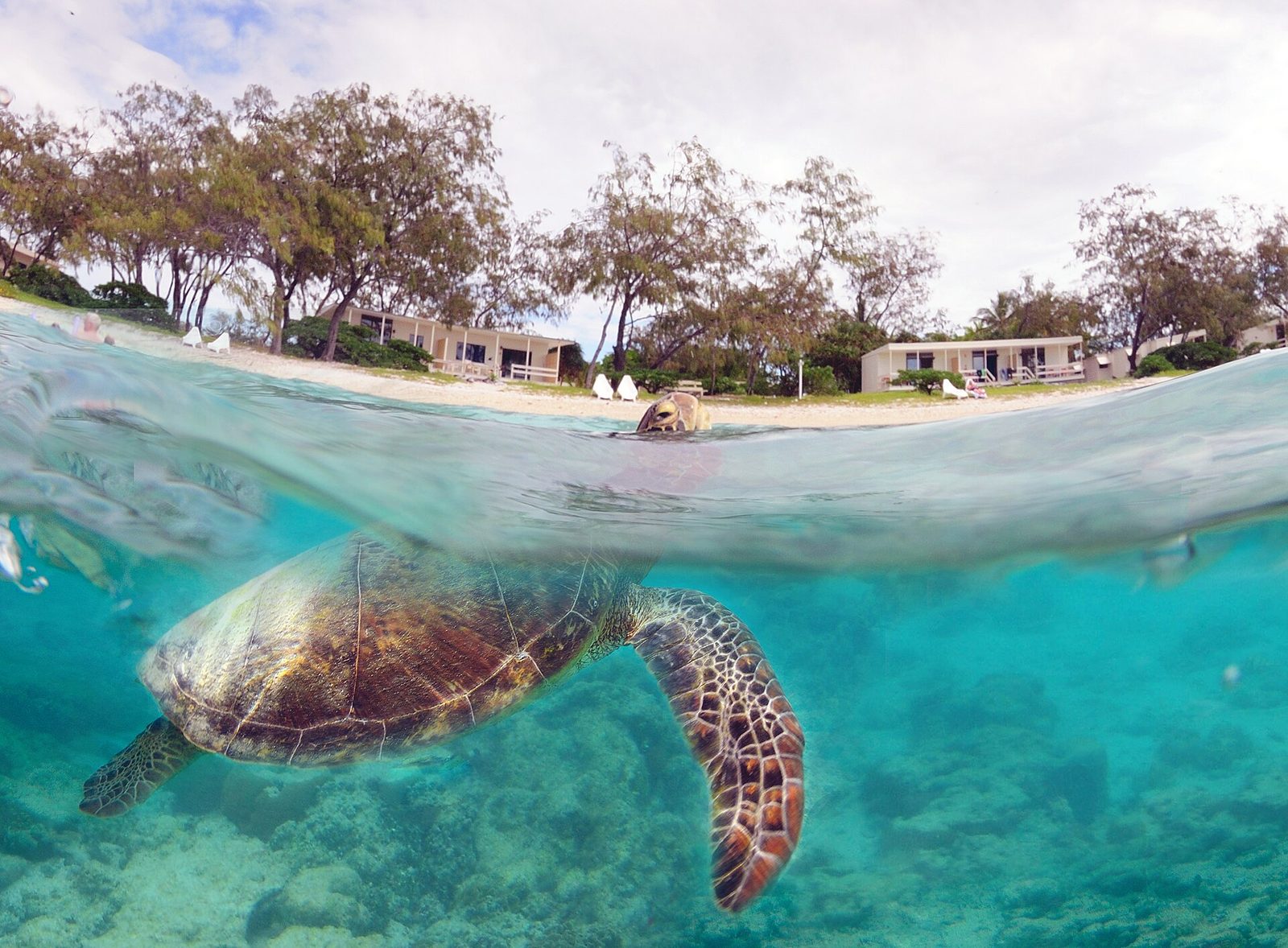 A green sea turtle in clear, shallow water near the shore.